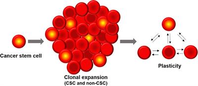 Cancer Stem Cell Plasticity – A Deadly Deal